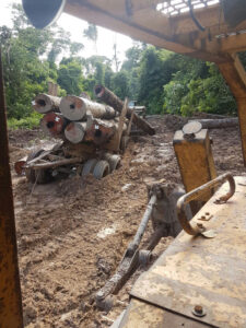 Ipe from the Jungle - ipe-jungle-6-225x300